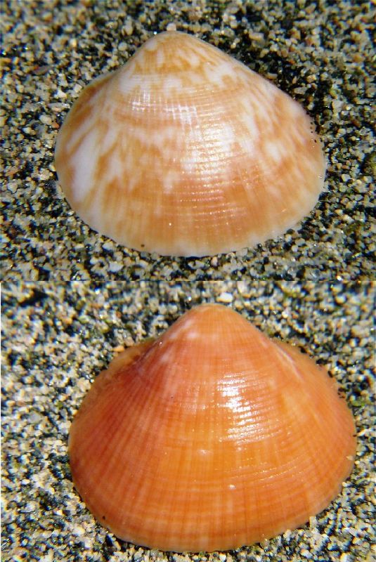 Glycymeris insubrica